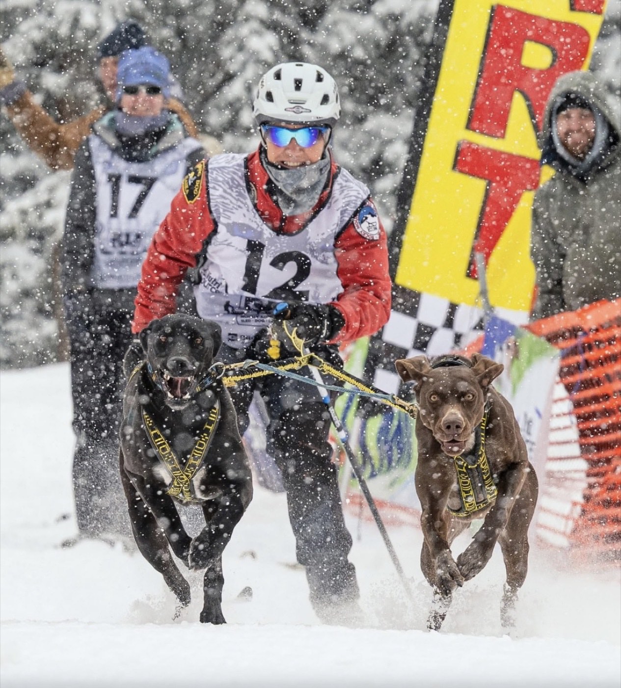 Skijor racer wearing bib 12 behind two dogs in heavy falling snow